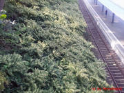 La fallopia japonica le long d'une voie de chemin de fer
