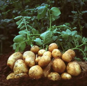 La pomme de terre génétiquement modifiée Amflora produite par le groupe BASF