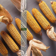 Le Parlement européen a confirmé l’accord informel qui accorde aux États membres le droit de l'interdire les cultures OGM sur leur territoire, comme la maïs (Source : Commission)