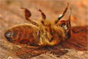 Abeille victime des pesticides, photo documentant la situation désastreuse des abeilles au Luxembourg prise par l'apiculteur luxembourgeois Michel Colette en avril 2015 (c) Michel Colette