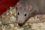 14 % des animaux utilisés à des fins scientifiques dans l'UE sont des rats (Source : Pixabay)